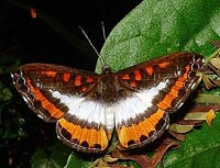 mariposas