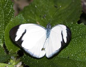 Black-banded White ( Itaballiademophile )