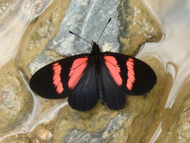 Altinote dicaeus KG 111309 Cplnga EC D 003c.jpg