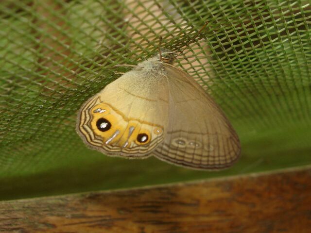 Splendeuptychia sp PERU CoR KG 12OCT11 2787c.jpg