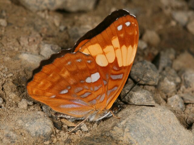 Adelpha irmina tumida PERU below CoR TH 19SEP08 900m V per KW 1219c.jpg