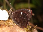 Pedaliodes poesia per TP PERU Owlet TH 08NOV11 8818c.jpg