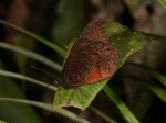 Pedaliodes montagna per TP PERU Owlet SnAngl TH 10NOV11 8974c.jpg