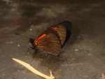 Altinote tenebrosa per KW PERU Owlet 08NOV11 FV 4313c.jpg
