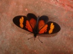View the album P-2 Longwings & Actinotes Heliconiinae