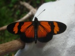 View the album P-2 Longwings & Actinotes Heliconiinae