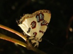 View the album P-2 Metalmarks Riodinidae