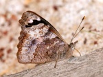 Cybdelis mnasylus thrasylla PERU Owlet EP 08NOV11 V 0062-161c.jpg