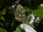 View the album P-2 Mimic-whites Dismorphiinae