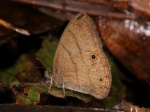 Hermeuptychia sp undescribed myb per KW PERU Owlet TH 08NOV11 8790c.jpg