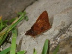 unkn skpr dark rufous PERU Owlet KG 08NOV11 D 4229c.jpg