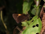 View the album P-2 Skippers, Grass Hesperiinae
