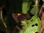 Lychnuchus victa PERU Owlet TH 09NOV11 Vc.jpg