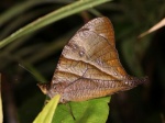 Corades enyo almo PERU Owlet SnAngl TH 10NOV11 V 8976c.jpg