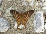 Marpesia chiron PERU PH DvG 19OCT11 Dc.jpg