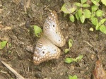 View the album P-4 Brushfoots, Nymphalinae