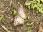 Anartia jatrophe PERU PH GM 21OCT11 D 6703c.jpg