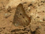 Anartia jatrophe PERU Villa Rica GM 29OCT11 V 7979c.jpg