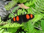 Heliconius melpomene xenoclea D KG 113005 PH 8034c.jpg
