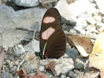 Heliconius melpomene xenoclea V DW 113005 PH 357c.jpg