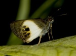 View the album P-2 Skippers, Grass Hesperiinae