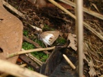 Pheraeus honta PERU Owlet WS 09NOV11 7104c.jpg