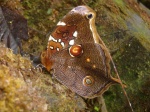 Opoptera arsippe PERU Owlet KG 10NOV11 V 4715c.jpg