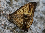 Morpho sulkowskyi COL Urrao EC 11viii10 2c.jpg