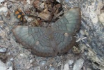 View the album P-5 Metalmarks, Riodinidae