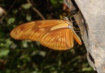 Dryas iulia PERU abv PZ DW 25OCT11 V 854c.jpg