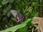 View the album P-4 Swallowtails Papilionidae