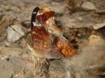 View the album P-5 Brushfoots, Nymphalinae