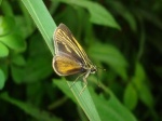 View the album E-3 Skippers, Grass Hesperiinae