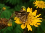 View the album E-3 Skippers, Grass Hesperiinae