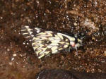View the album P-2 Whites Pierinae
