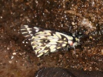 Catasticta apaturina supraturina per MB PERU Owlet SnAngl TH 10NOV11 8995c.jpg