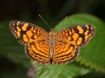 Anthanassa frisia taeniata PERU Huallaga TH 16NOV11 9513c.jpg