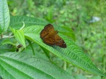 Telemiades penidas PERU abv PZ PB 22OCT11 702c.jpg