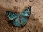 View the album P-3 Metalmarks Riodinidae