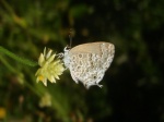 View the album P-3 Hairstreaks & Blues Lycaenidae