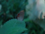 View the album P-3 Hairstreaks & Blues Lycaenidae