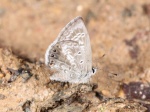 Hemiargus ramon myb worn PERU Rumiyacu TH 13NOV11 9169c.jpg