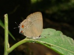 unkn hairstreak silver PERU Moyobamobo WS 14NOV11 7181c.jpg