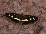 View the album P-3 Crescents Melitaeini
