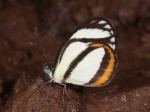 View the album P-3 Whites Pierinae