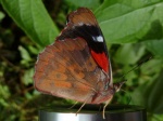 Orophila diotima PERU PH SN 18OCT11 V 188c.jpg