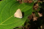 unkn hairstreak PERU Rumiyacu DW 13NOV11 3456c.jpg