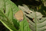 Calycopis isobeon PERU Rumiyacu DW 13NOV11 3500c.jpg