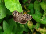 Gorgythion alcandra or canda PERU Rumiyacu WS 14NOV11 7247c.jpg