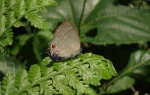 unkn hairstreak PERU Rumipata hotel DW 14NOV11 white line 3691c.jpg